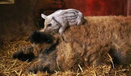 Hungarian downy mangalica: reviews + photos