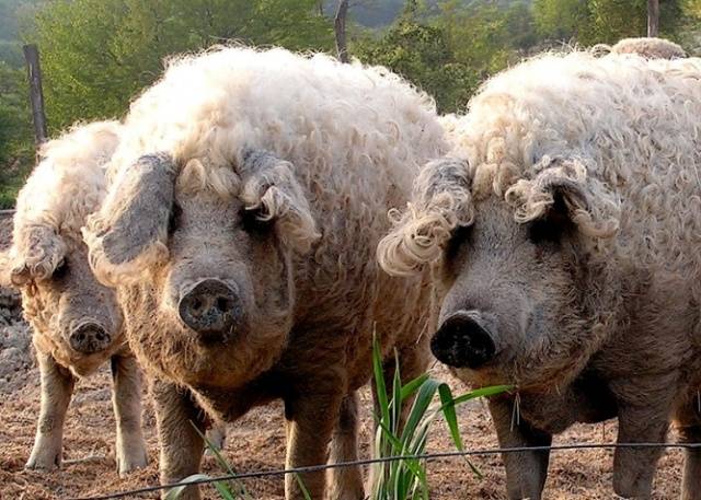 Hungarian downy mangalica: reviews + photos