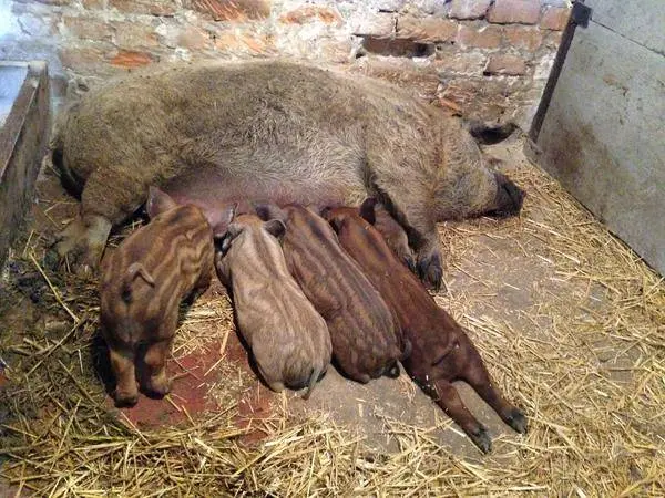 Hungarian downy mangalica: reviews + photos