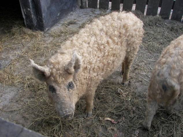 Hungarian downy mangalica: reviews + photos