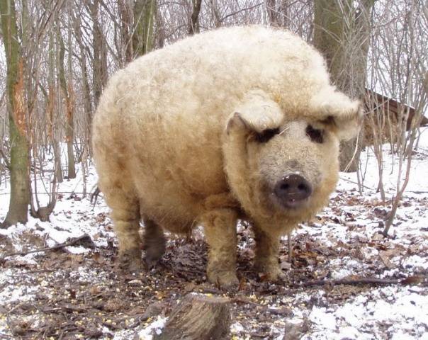 Hungarian downy mangalica: reviews + photos