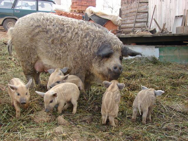 Hungarian downy mangalica: reviews + photos