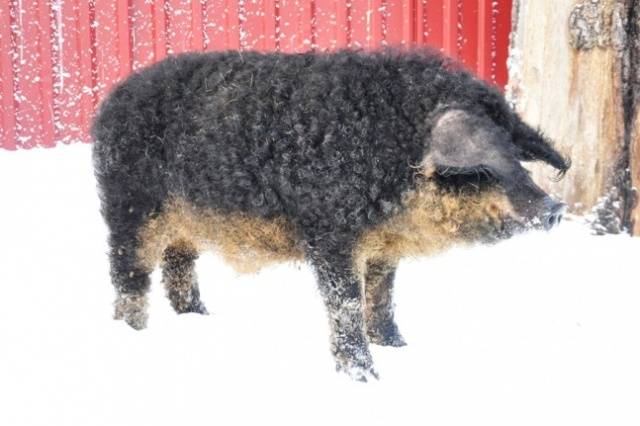 Hungarian downy mangalica: reviews + photos