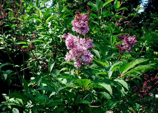 Hungarian lilac: description of varieties, photos, reviews