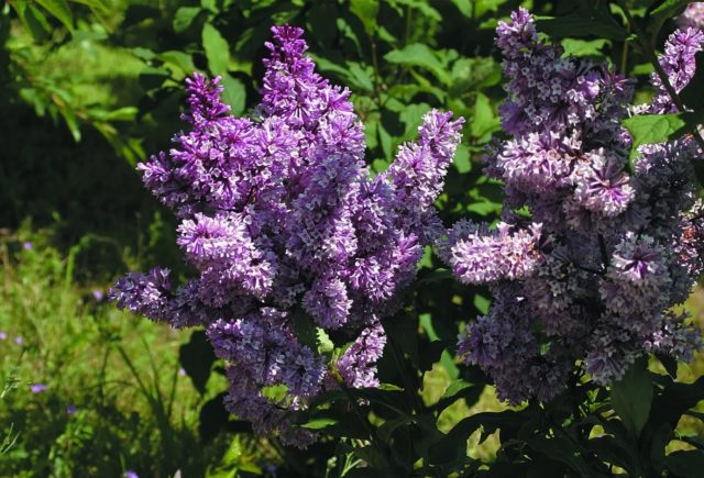 Hungarian lilac: description of varieties, photos, reviews