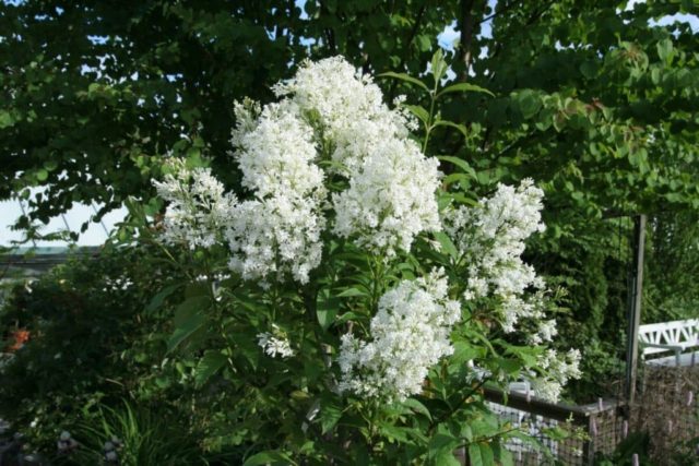 Hungarian lilac: description of varieties, photos, reviews