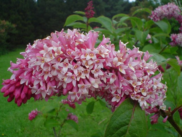 Hungarian lilac: description of varieties, photos, reviews