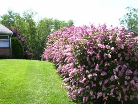 Hungarian lilac: description of varieties, photos, reviews