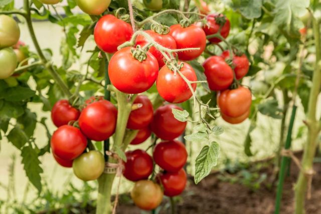 Hurricane F1 variety tomatoes: description, photo, reviews of gardeners