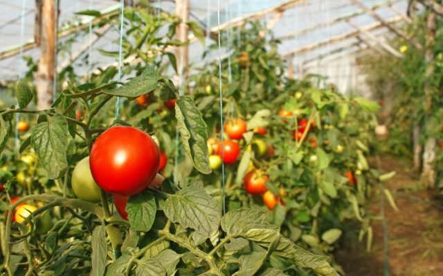 Hurricane F1 variety tomatoes: description, photo, reviews of gardeners