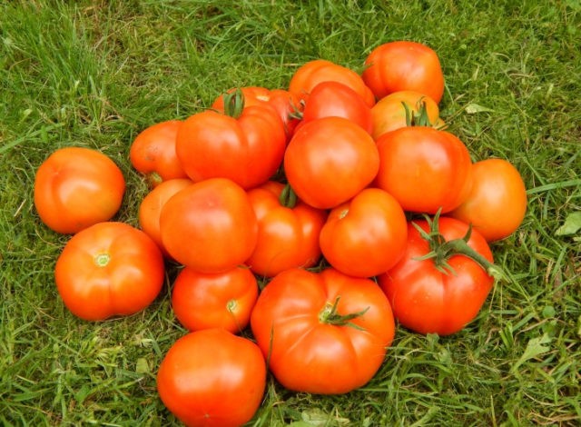 Hurricane F1 variety tomatoes: description, photo, reviews of gardeners