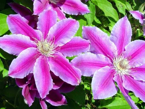 Hybrid Clematis Nelly Moser