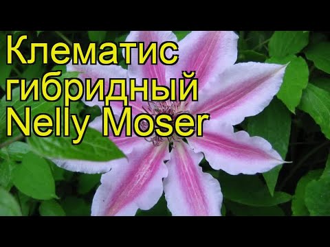 Hybrid Clematis Nelly Moser