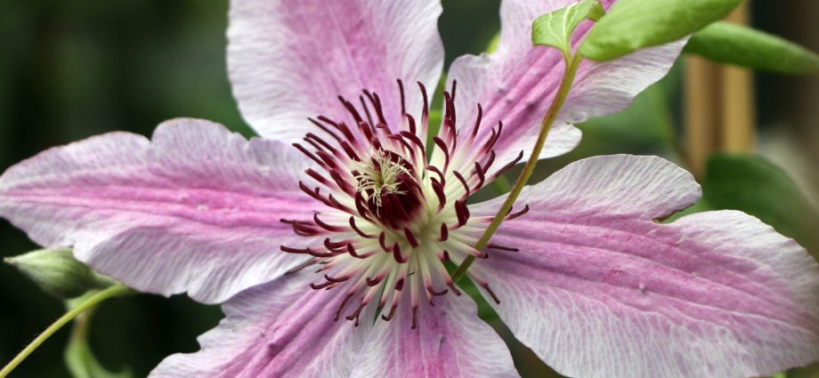 Hybrid Clematis Nelly Moser