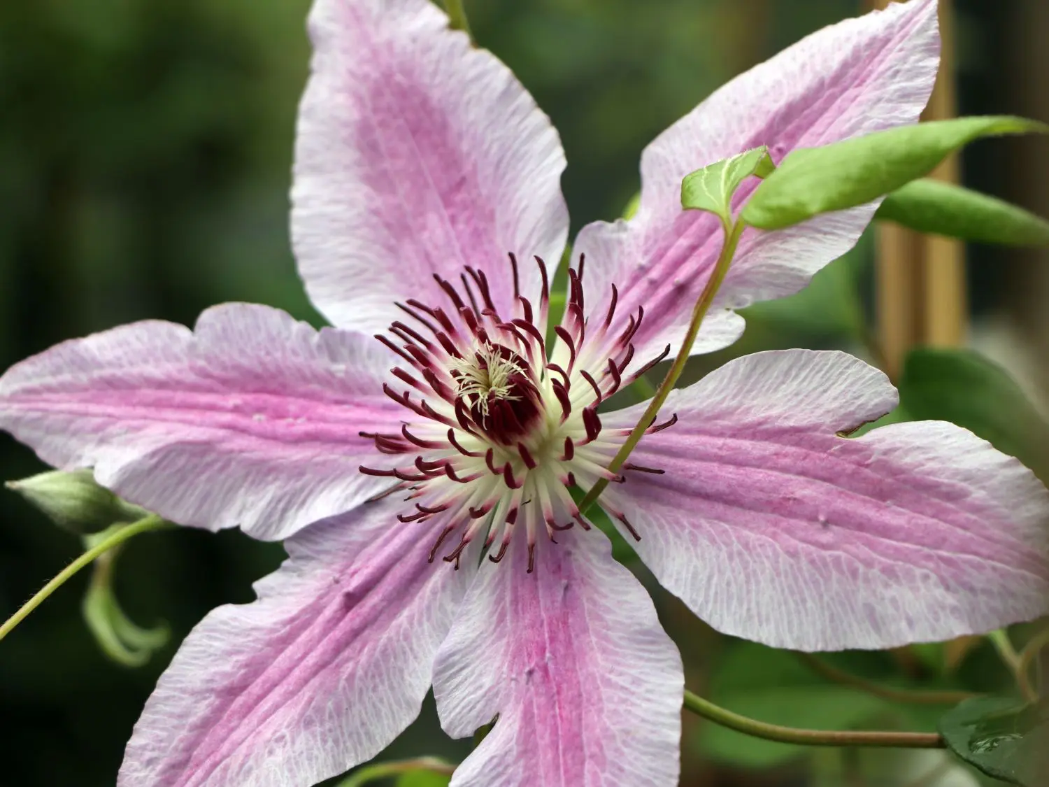 Hybrid Clematis Nelly Moser