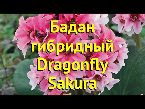 Hybrid Dragonfly Sakura (Dragonfly Sakura): photo, description of the species, planting and care