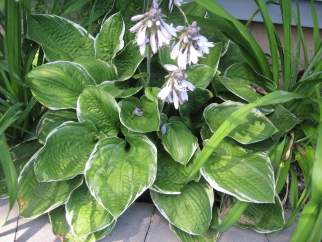 Hybrid hosta Christmas Tree (Christmas Tree): description, photo