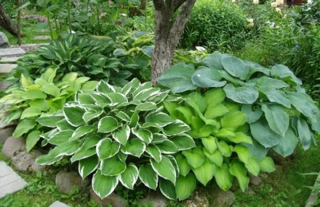 Hybrid hosta Christmas Tree (Christmas Tree): description, photo