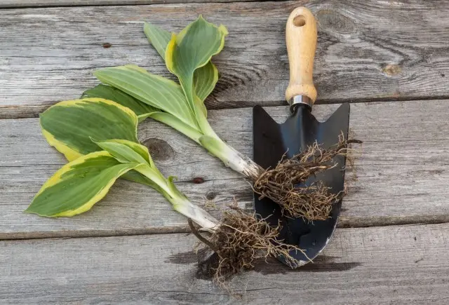 Hybrid hosta Christmas Tree (Christmas Tree): description, photo