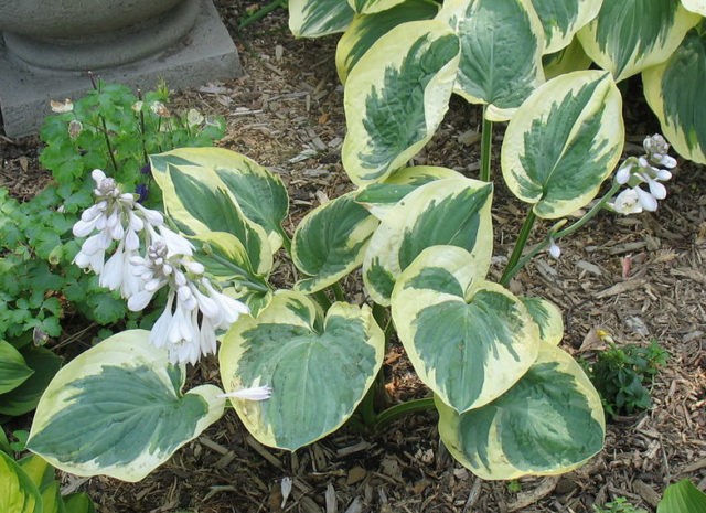 Hybrid hosta Christmas Tree (Christmas Tree): description, photo