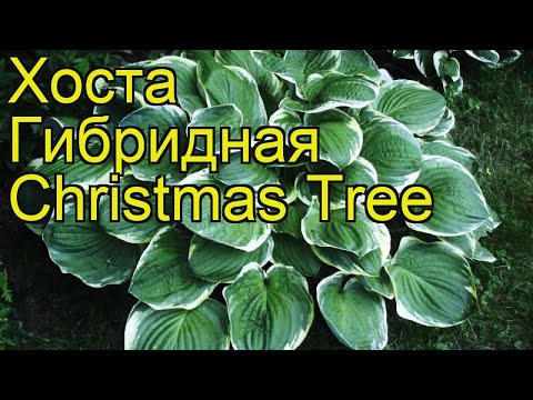 Hybrid hosta Christmas Tree (Christmas Tree): description, photo