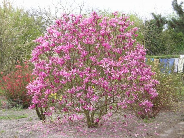 Hybrid magnolia Susan (Susan, Suzanne, Susan): photo, variety description, frost resistance