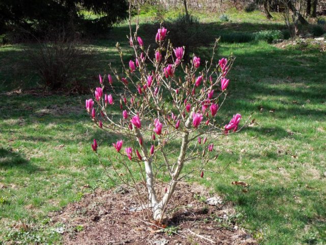 Hybrid magnolia Susan (Susan, Suzanne, Susan): photo, variety description, frost resistance