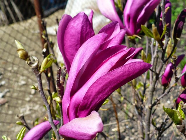 Hybrid magnolia Susan (Susan, Suzanne, Susan): photo, variety description, frost resistance