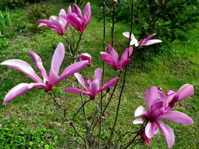 Hybrid magnolia Susan (Susan, Suzanne, Susan): photo, variety description, frost resistance