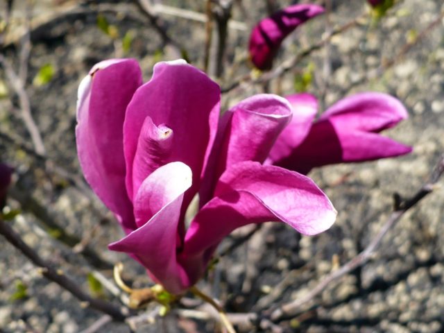 Hybrid magnolia Susan (Susan, Suzanne, Susan): photo, variety description, frost resistance