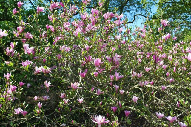 Hybrid magnolia Susan (Susan, Suzanne, Susan): photo, variety description, frost resistance