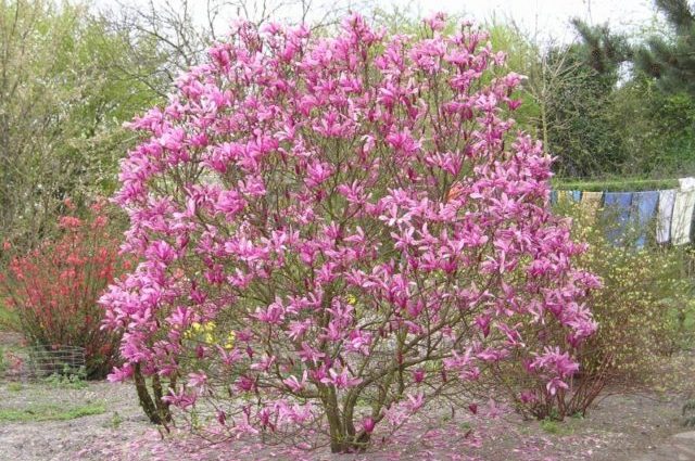 Hybrid magnolia Susan (Susan, Suzanne, Susan): photo, variety description, frost resistance