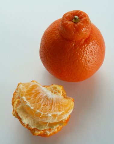 Hybrid of orange and pomegranate