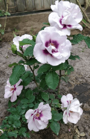 Hybrid rose florbunda Eyes for You (Ice pho Yu): planting and care