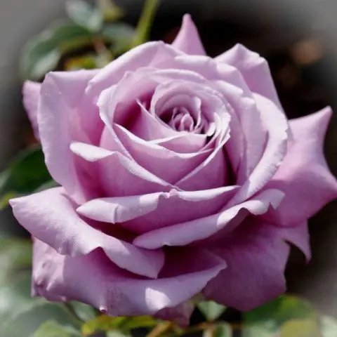 Hybrid tea rose Blue Perfume (Blue Perfume): variety description, photo