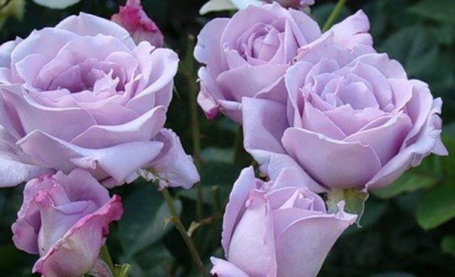 Hybrid tea rose Blue Perfume (Blue Perfume): variety description, photo