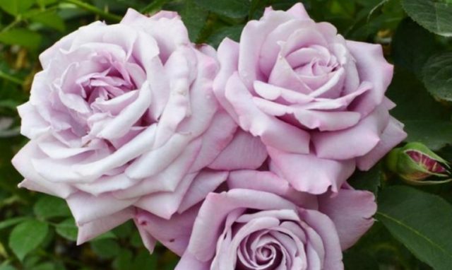 Hybrid tea rose Blue Perfume (Blue Perfume): variety description, photo