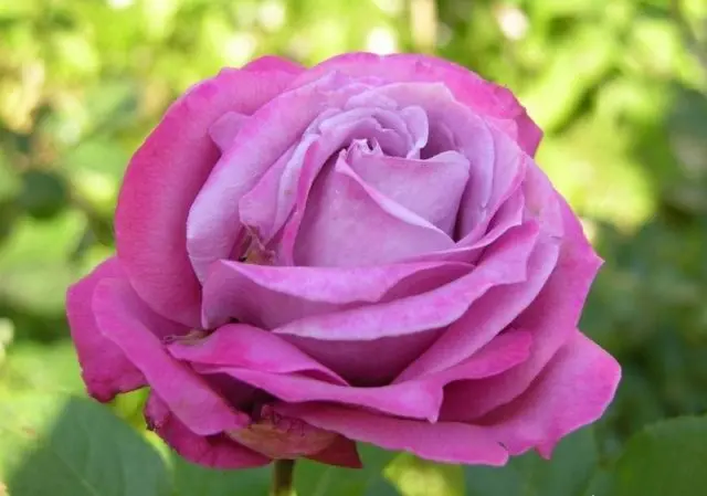 Hybrid tea rose Blue Perfume (Blue Perfume): variety description, photo