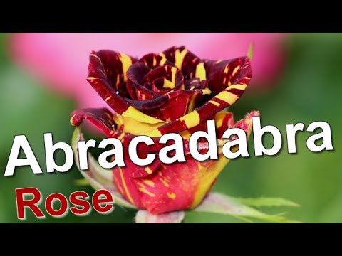 Hybrid tea rose floribunda Abracadabra (Abracadabra)