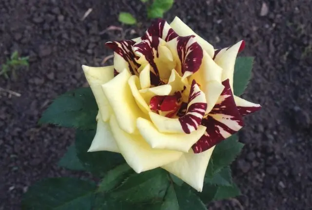 Hybrid tea rose floribunda variety Hocus Pocus (Focus Pocus)