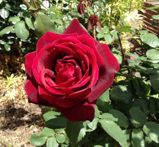 Hybrid tea rose Papa Meilland (Papa Meilland)