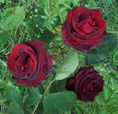 Hybrid tea rose Papa Meilland (Papa Meilland)