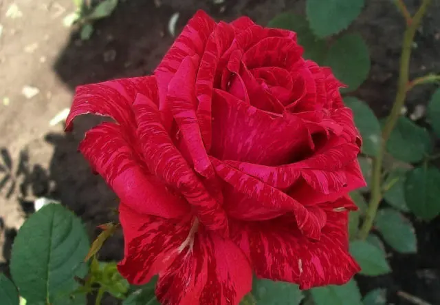 Hybrid tea rose Red Intuition (Red Intuition): photo, planting and care