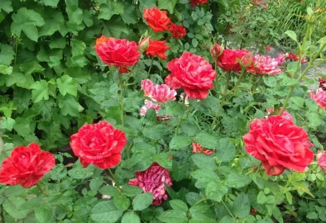 Hybrid tea rose Red Intuition (Red Intuition): photo, planting and care