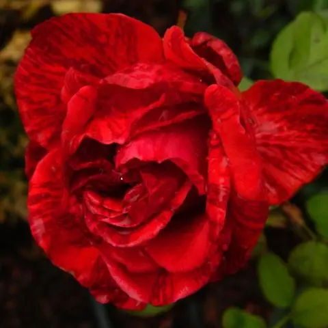 Hybrid tea rose Red Intuition (Red Intuition): photo, planting and care