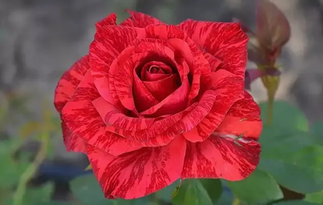 Hybrid tea rose Red Intuition (Red Intuition): photo, planting and care