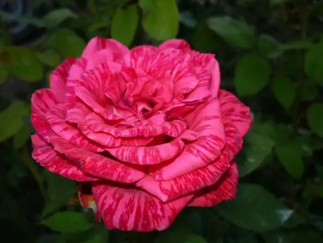 Hybrid tea rose Red Intuition (Red Intuition): photo, planting and care