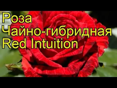 Hybrid tea rose Red Intuition (Red Intuition): photo, planting and care