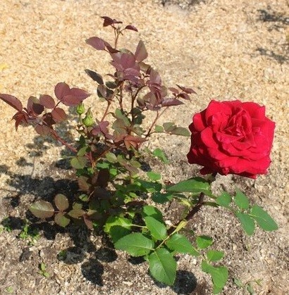 Hybrid tea rose Red Naomi (Red Naomi): photo and description, reviews