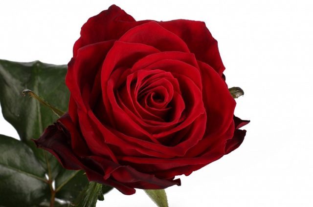 Hybrid tea rose Red Naomi (Red Naomi): photo and description, reviews